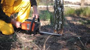 Best Tree Maintenance Programs  in Healdton, OK