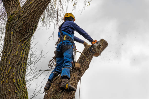 Best Tree Cabling and Bracing  in Healdton, OK